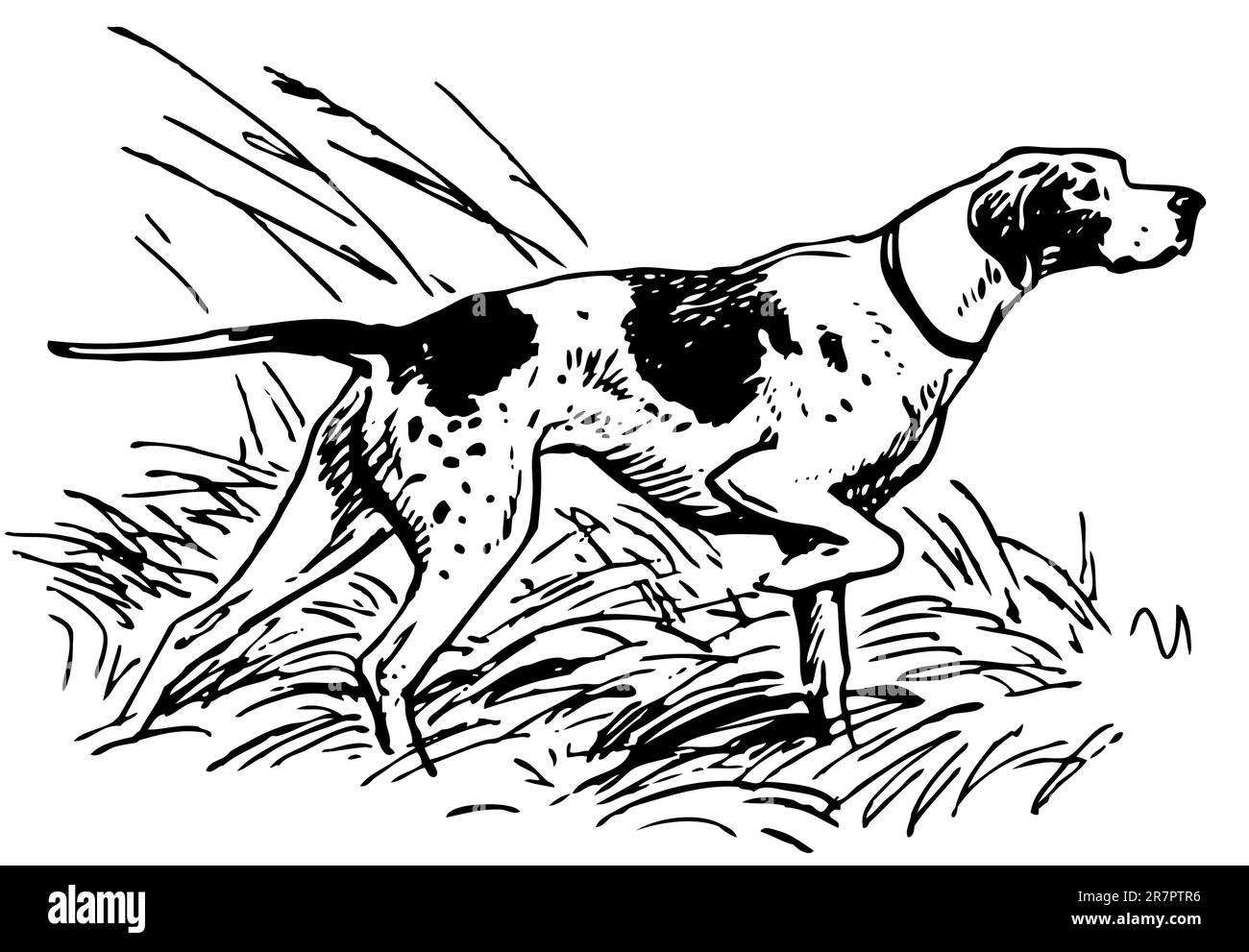 Der Hund soll auf die Jagd zeigen Stock Vektor