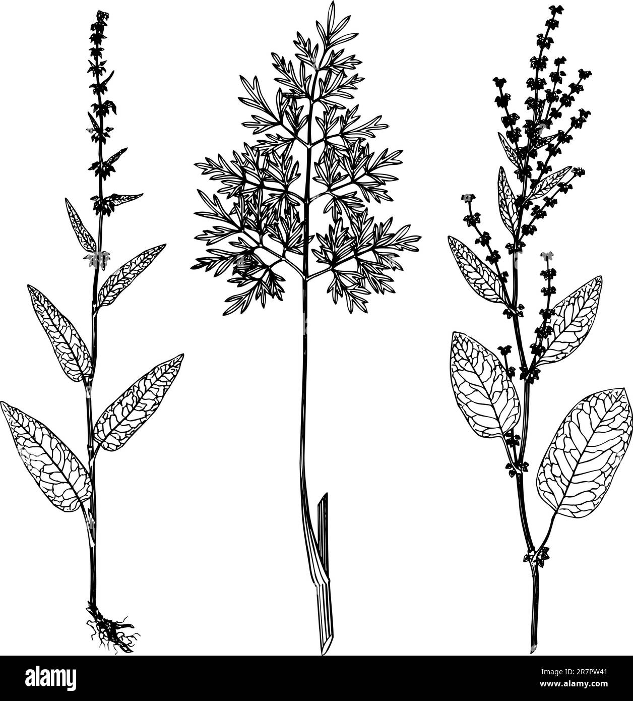 Einige verschiedene Pflanzen isoliert auf weißem Hintergrund Stock Vektor