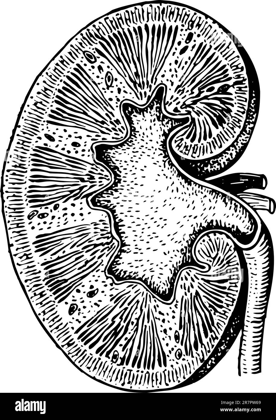 Menschliche Niere auf weiß isoliert Stock Vektor