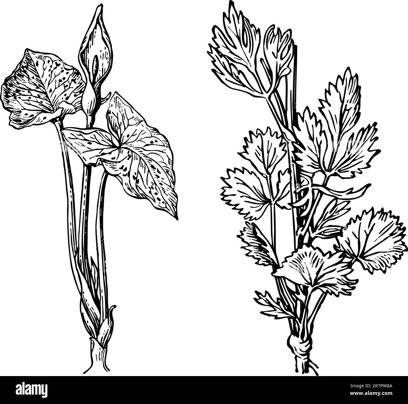 Einige verschiedene Pflanzen isoliert auf weißem Hintergrund Stock Vektor