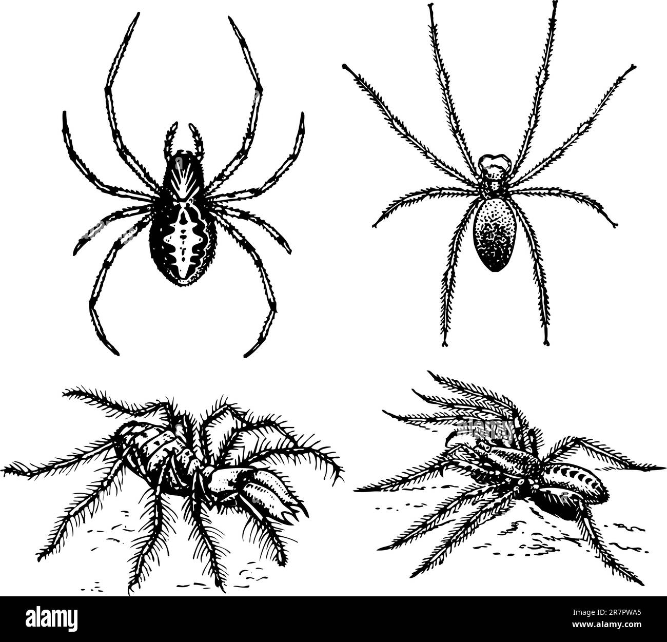 Einige Spinnen isoliert auf weißem Hintergrund Stock Vektor