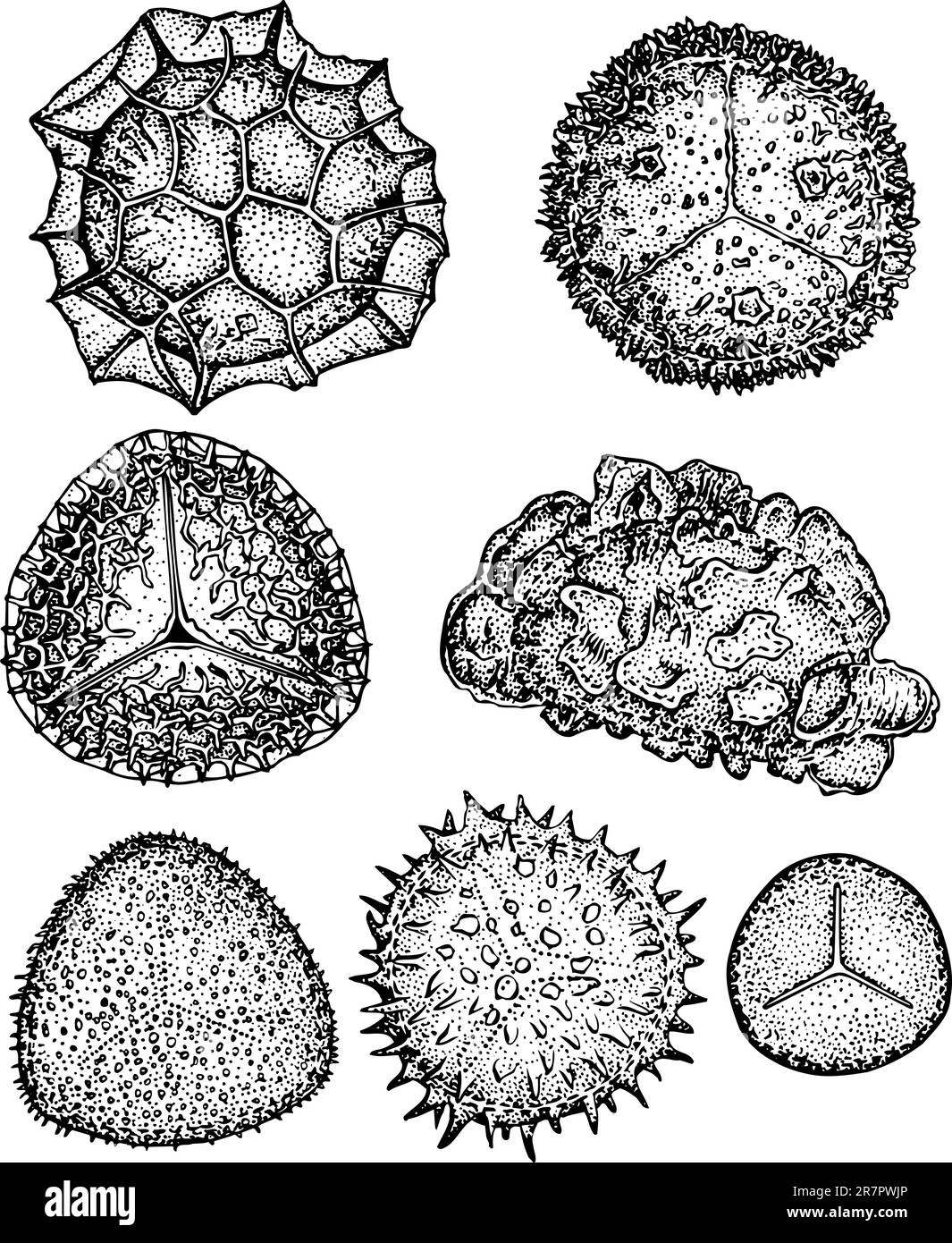 Sporen auf weiß isoliert Stock Vektor