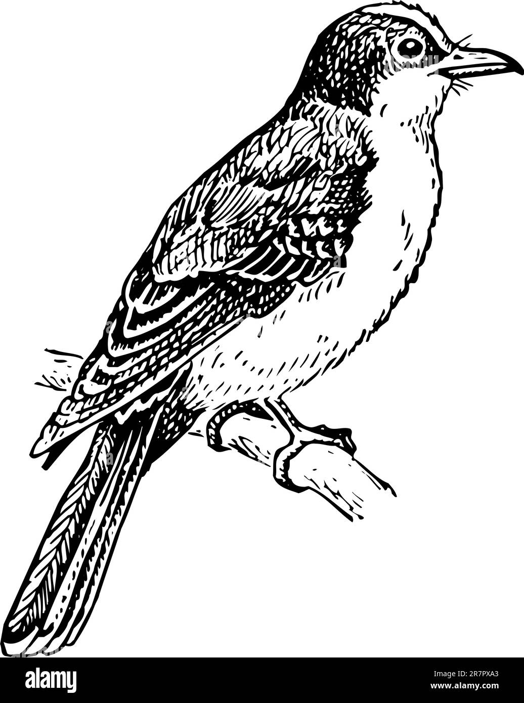 Vogeltyrannidae auf dem Baum Stock Vektor