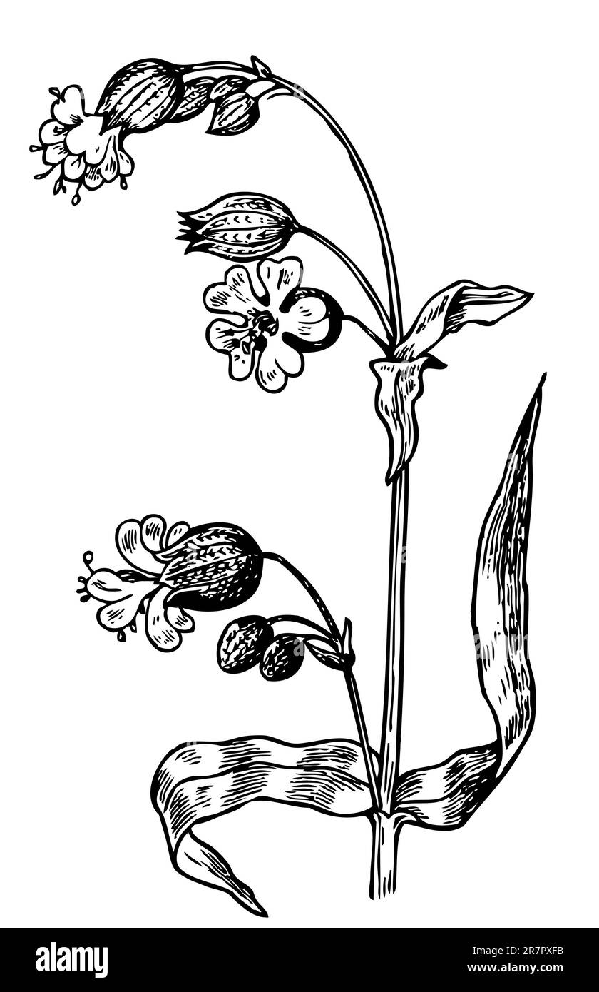 Blume, isoliert auf weiss Stock Vektor