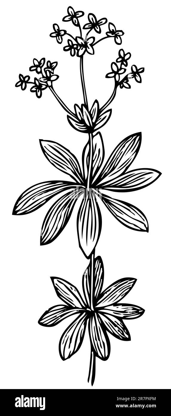 Blume, isoliert auf weiss Stock Vektor