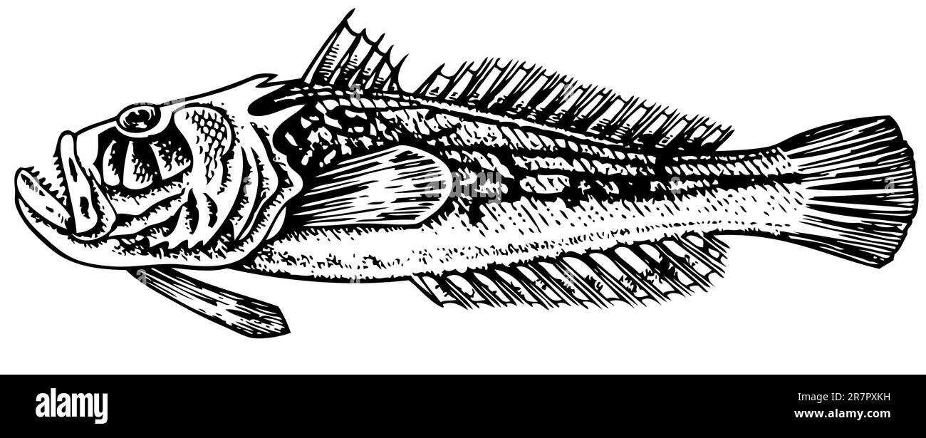 Grumpy Stargazer (Uranoscopidae), isoliert auf Weiß Stock Vektor