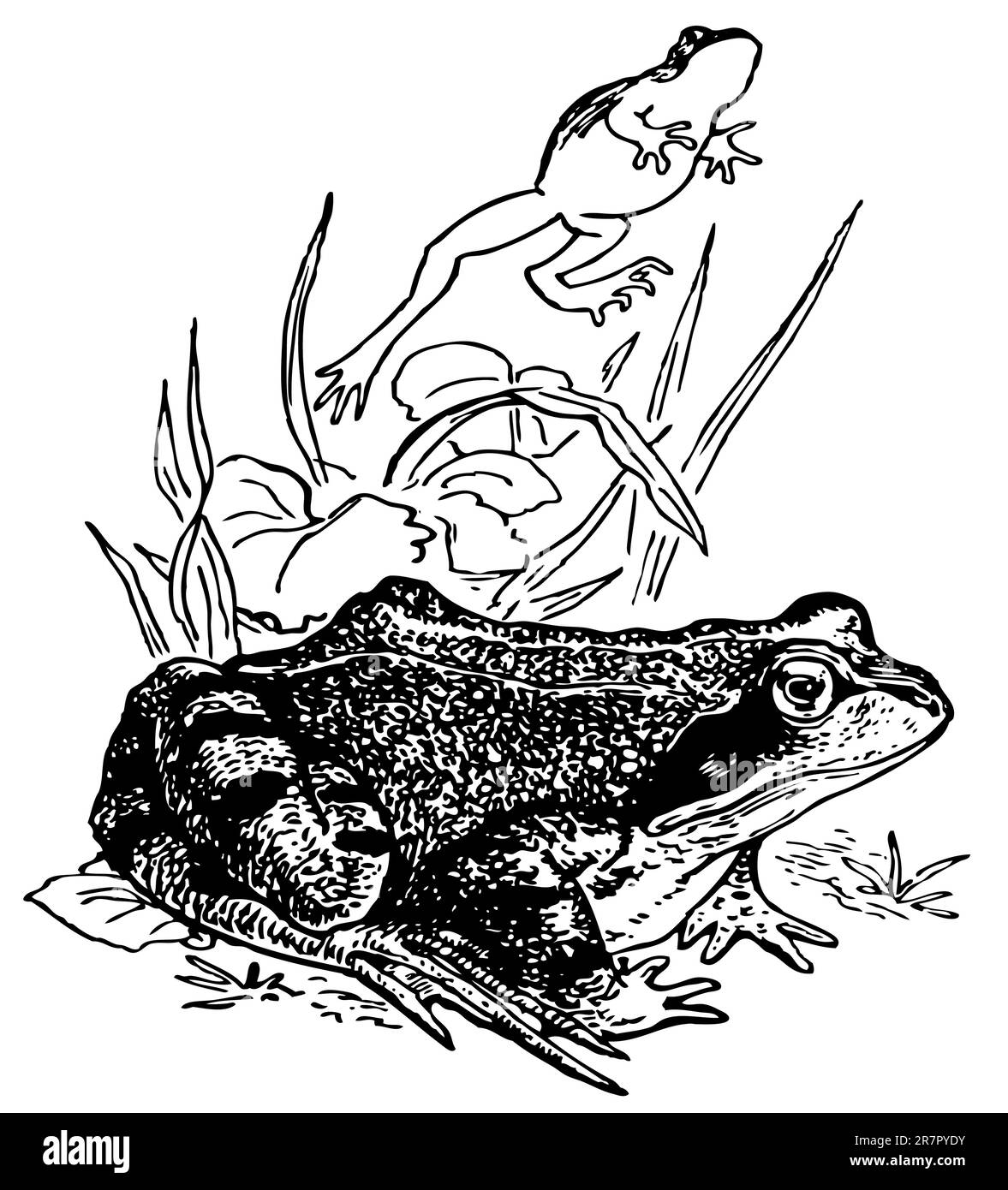 Grasfrosch Stock Vektor