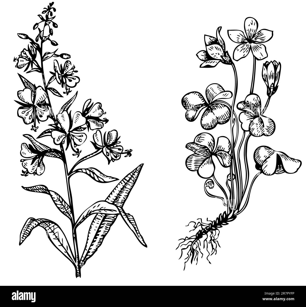 Blume, isoliert auf weiss Stock Vektor