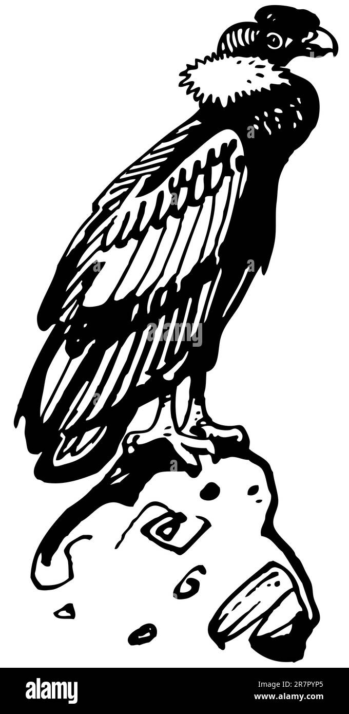 Condor auf dem Felsen Stock Vektor