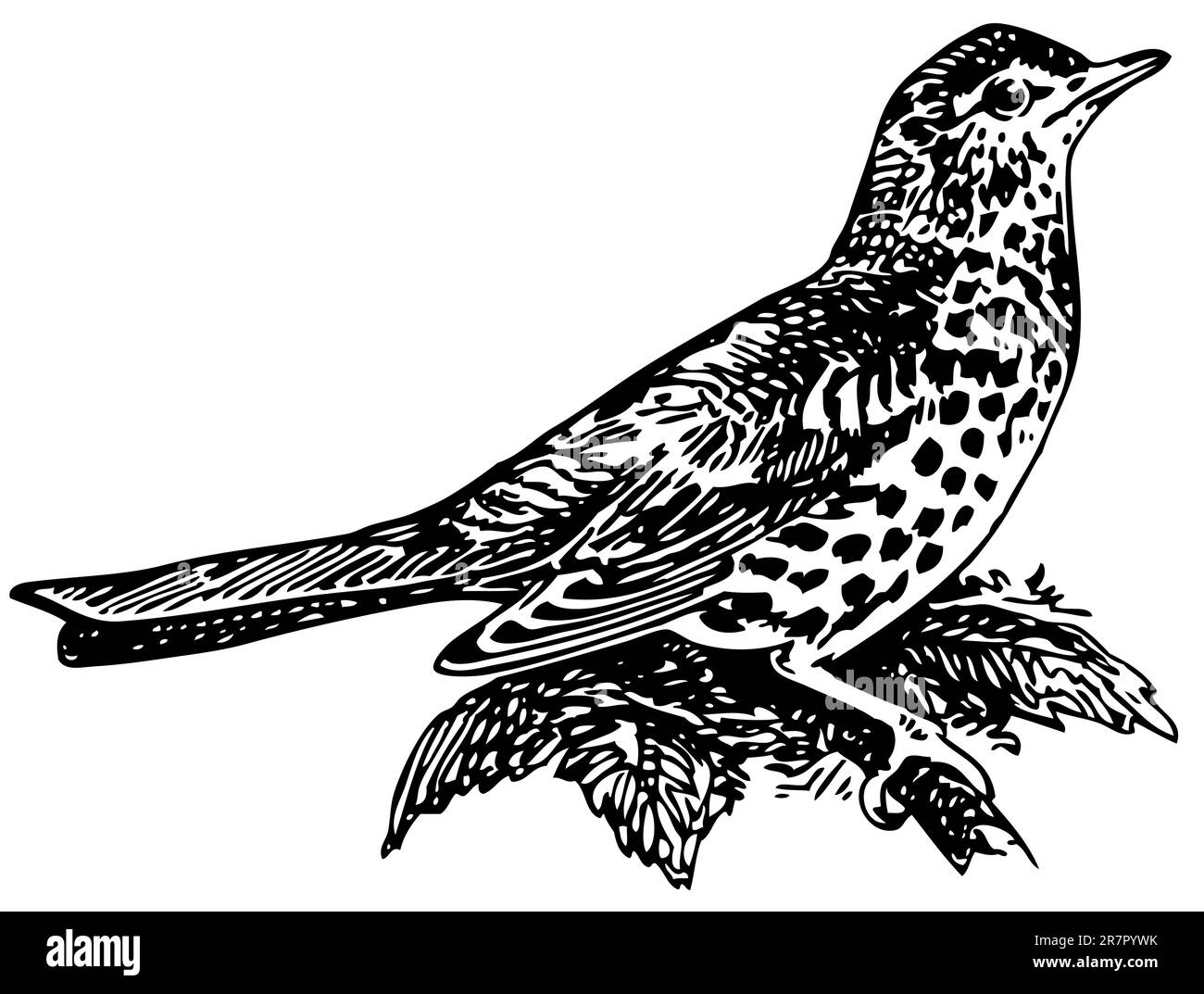 Bird Mistle Thrush auf dem Ast Stock Vektor