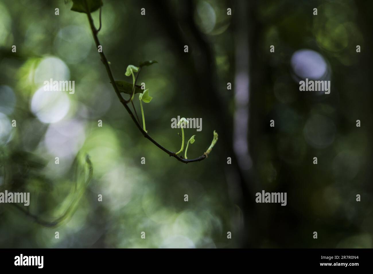 Neue Knospen blühen in einem Londoner Wald vor einem wunderschönen cremigen Bokeh-Hintergrund Stockfoto