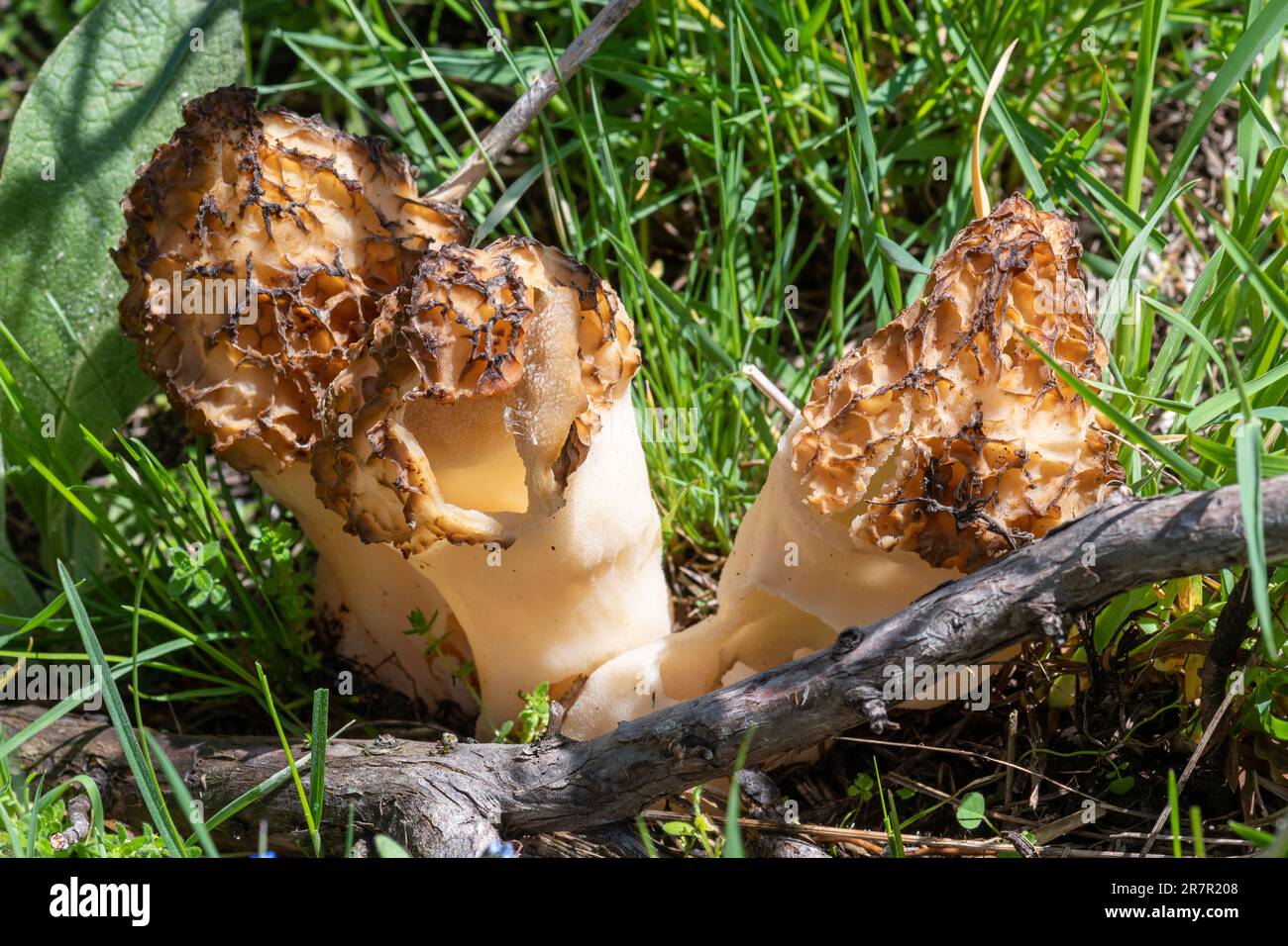 Morchella, die wahren Morchellen, eine Gattung essbarer Sackpilze der Ordnung Pezizales, die im Sibillini Nationalpark, Zentralitalien, Europa angebaut wird Stockfoto