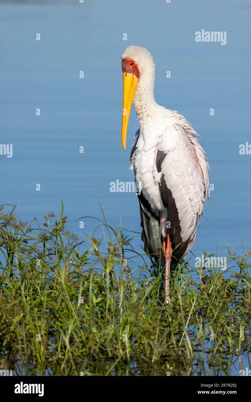 Ein gelber Storch, der sich im Wasser entspannt, bevor er zum Frühstück jagt Stockfoto