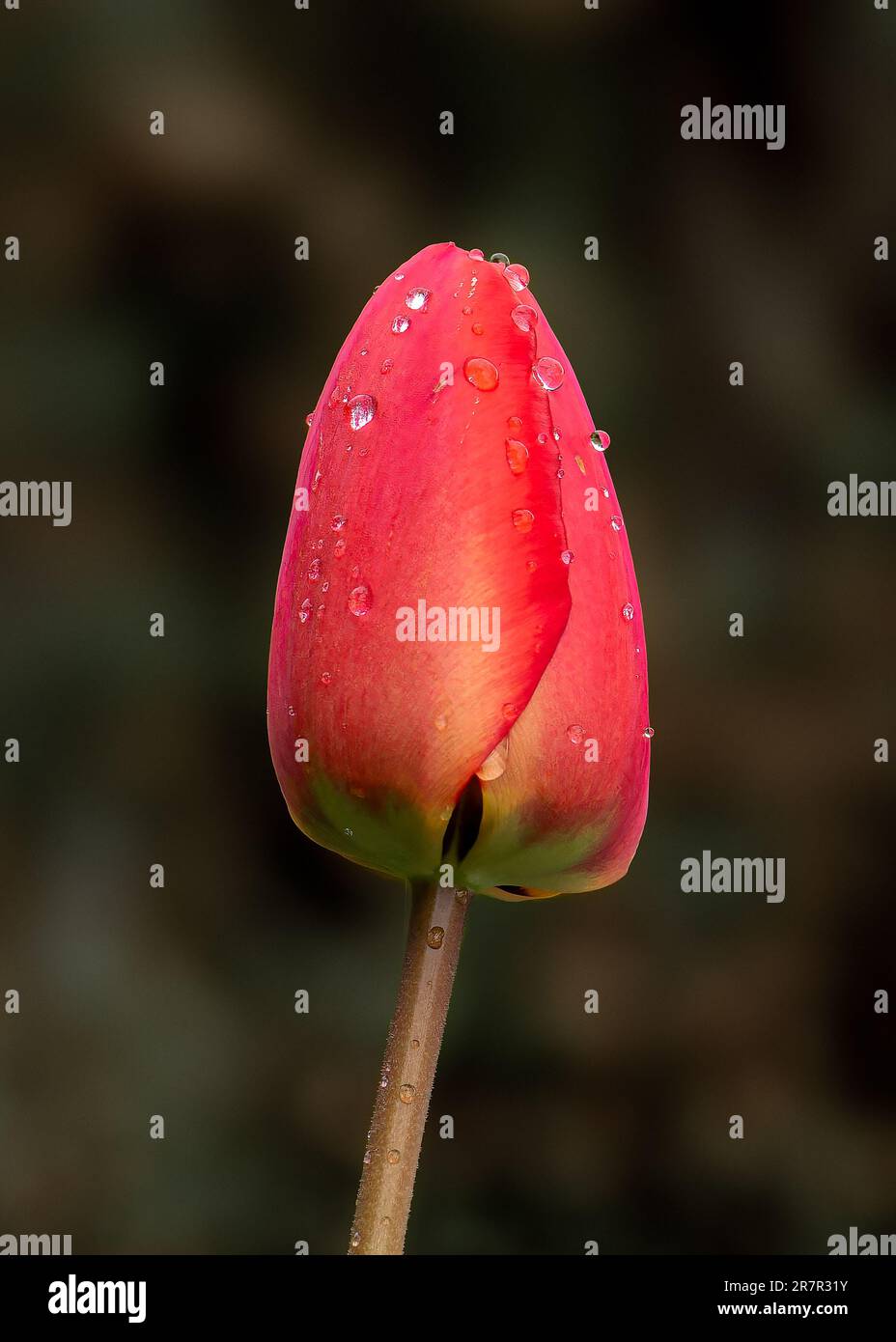 Rote Tulpe mit Regentropfen auf dunklem Hintergrund, detailliertes Foto der Tulpenblume Stockfoto