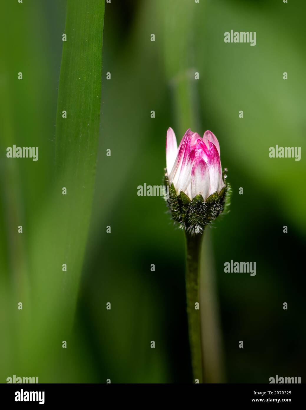Lebendiges Foto der lilafarbenen Frühlingsblume, detailreiche Nahaufnahme einer Blume Stockfoto
