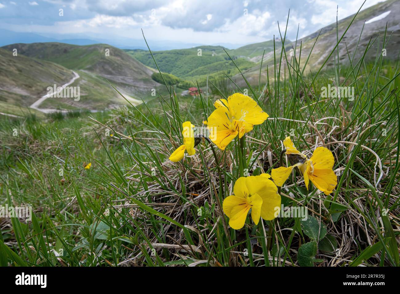 Eugenias Weichei (Viola eugeniae), wilde Weicheier, die in den Apenningebirgen, Italien, Europa am Monte Terminillo wachsen Stockfoto