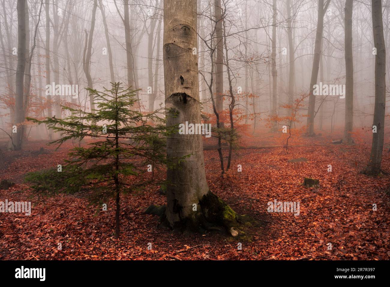 Frühlingswald in Herbstfarben Stockfoto