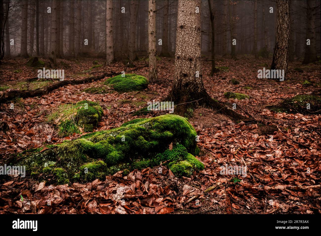 Frühlingswald in Herbstfarben Stockfoto