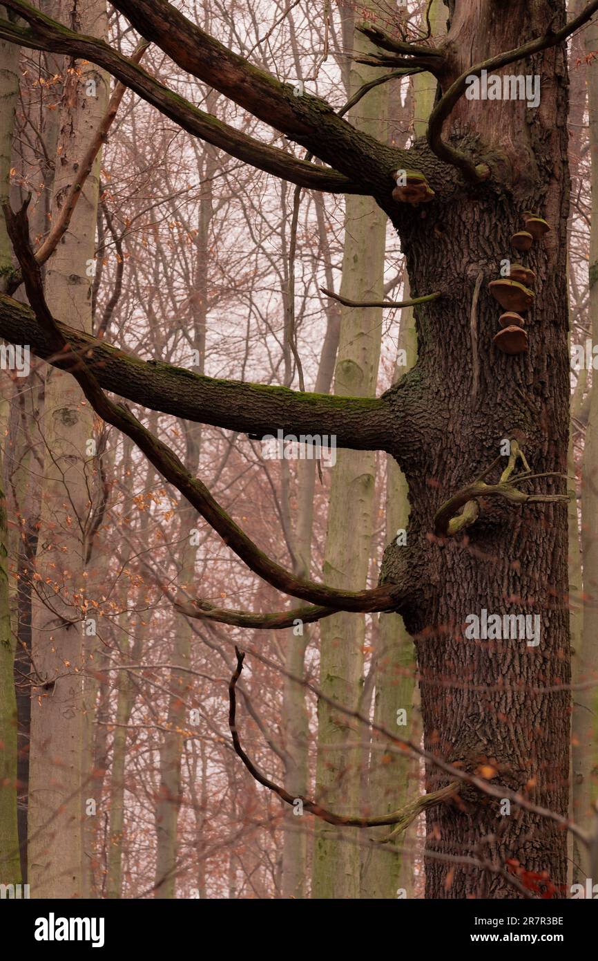 Frühlingswald in Herbstfarben Stockfoto