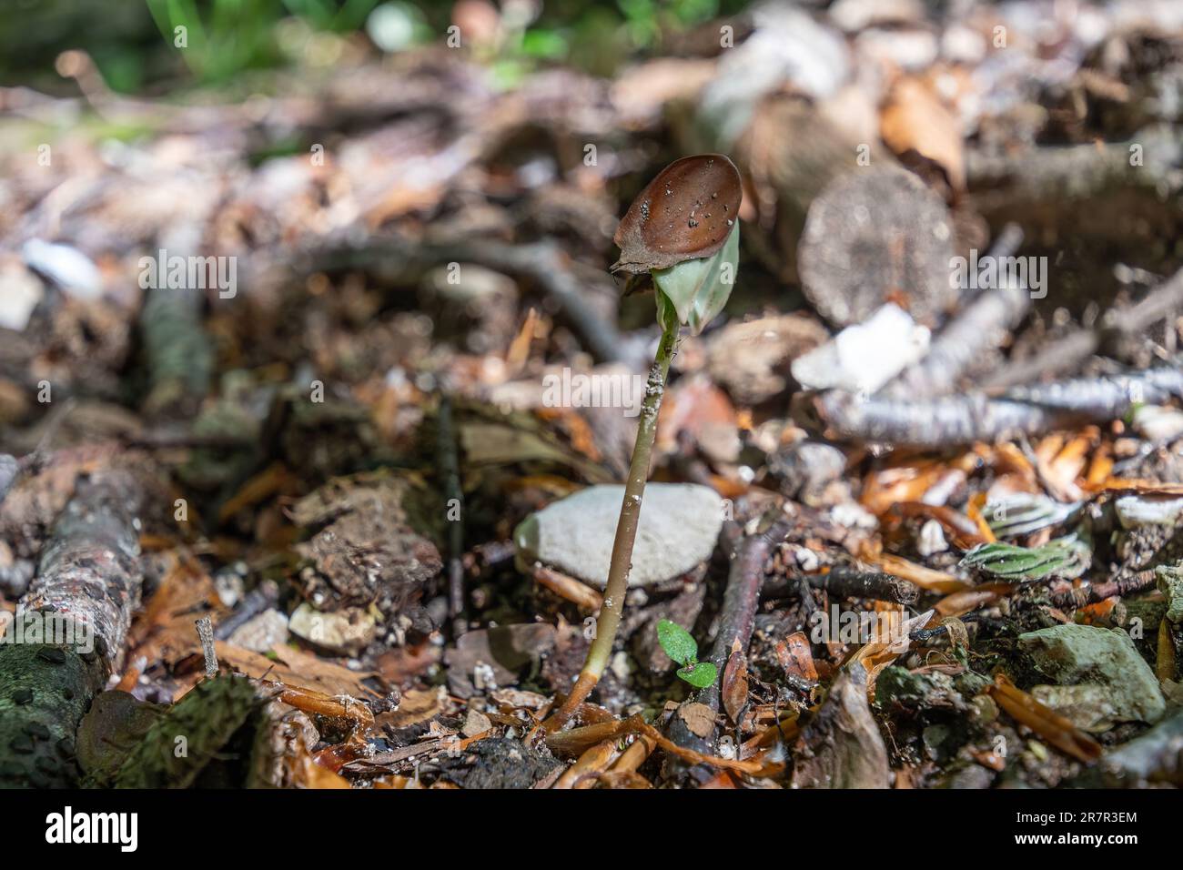 Buchenbaum-Setzling (Fagus sylvatica) oder Setzling, der im dichten Schatten der Buchenwälder im Mai oder im späten Frühling wächst Stockfoto