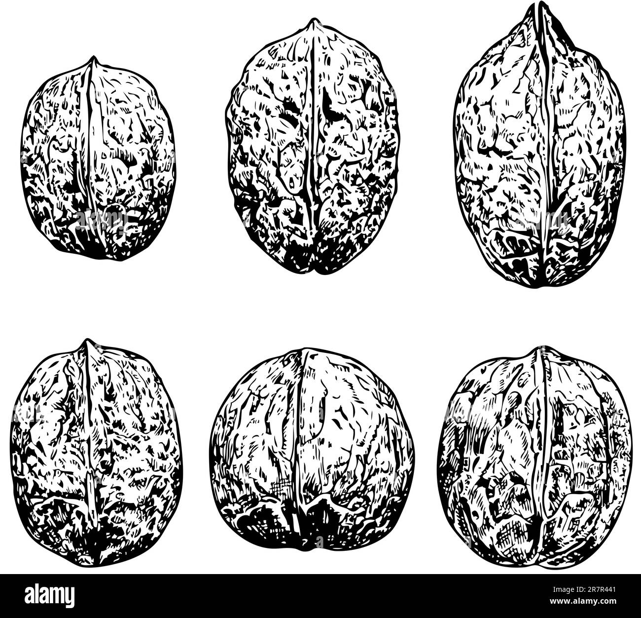 Walnüsse, isoliert auf weiss Stock Vektor