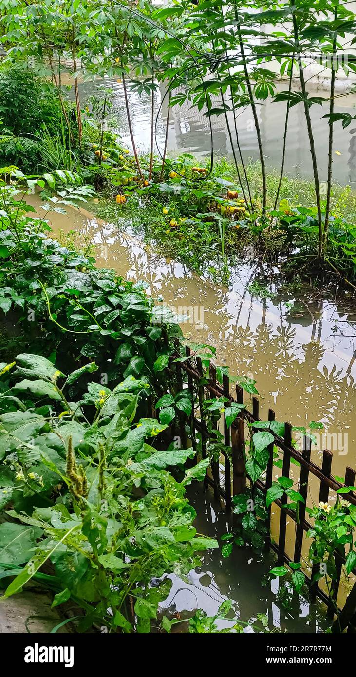 Überschwemmung im Garten. Das Problem der Überschwemmungen in Wohngebieten Stockfoto