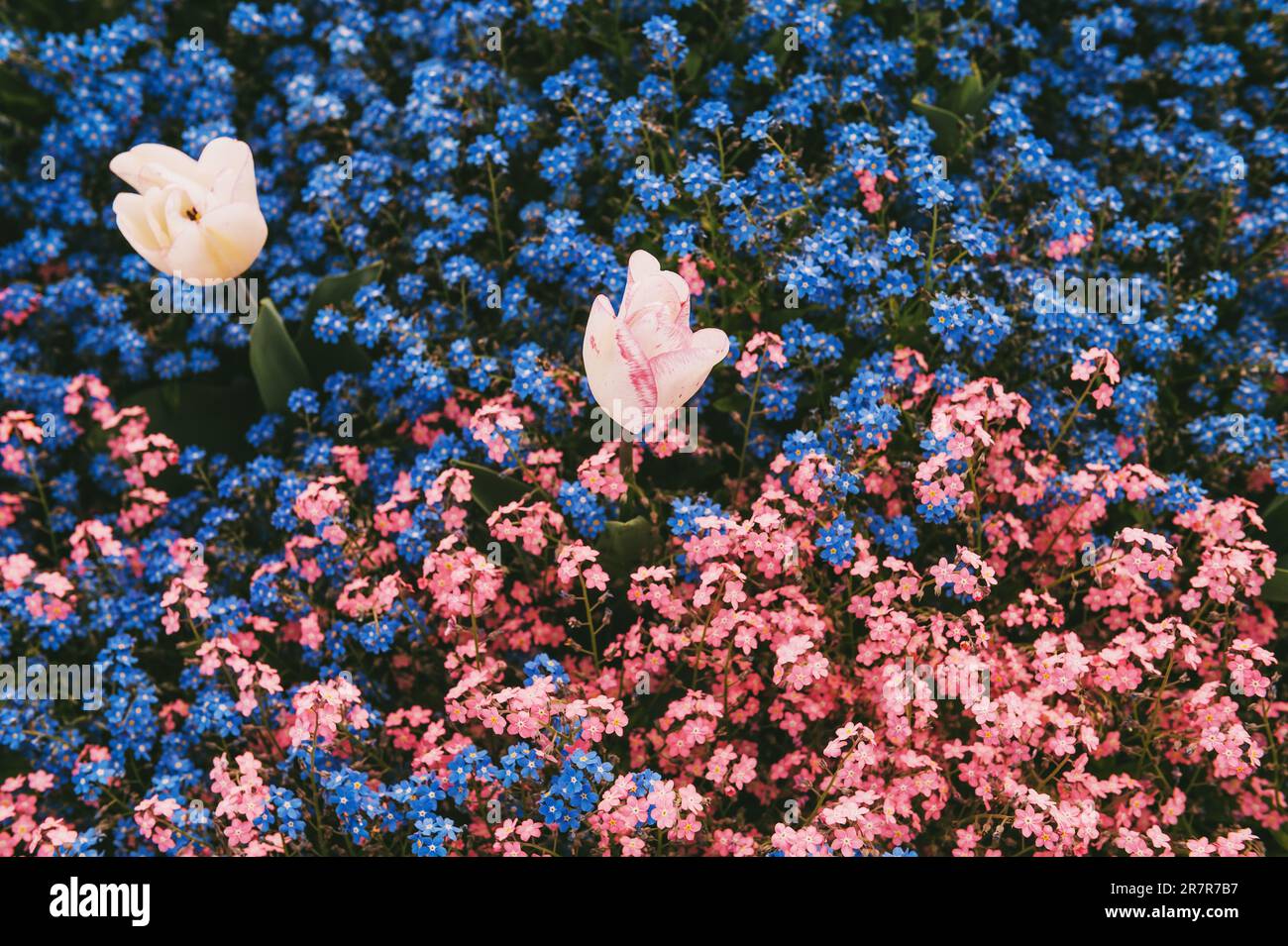 Farbenfrohes Blumenbeet mit blauen und pinkfarbenen Frühlingsblumen Stockfoto