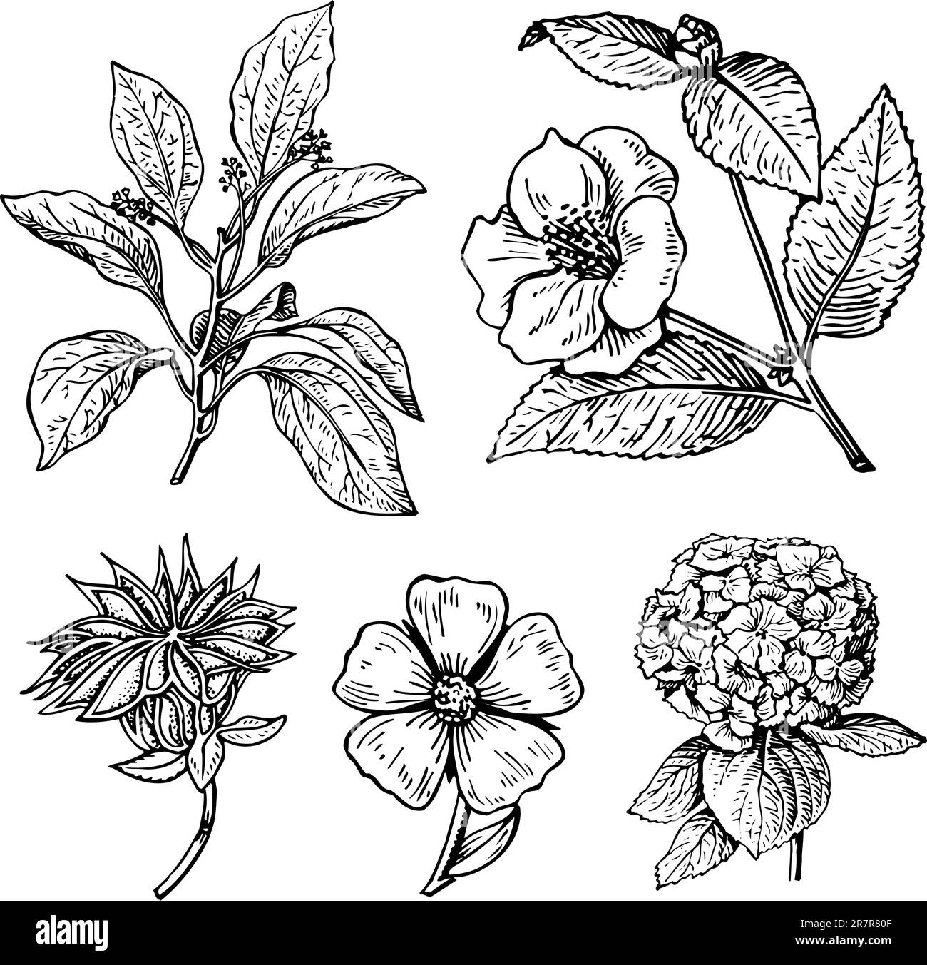 Einige verschiedene Pflanzen isoliert auf weißem Hintergrund Stock Vektor