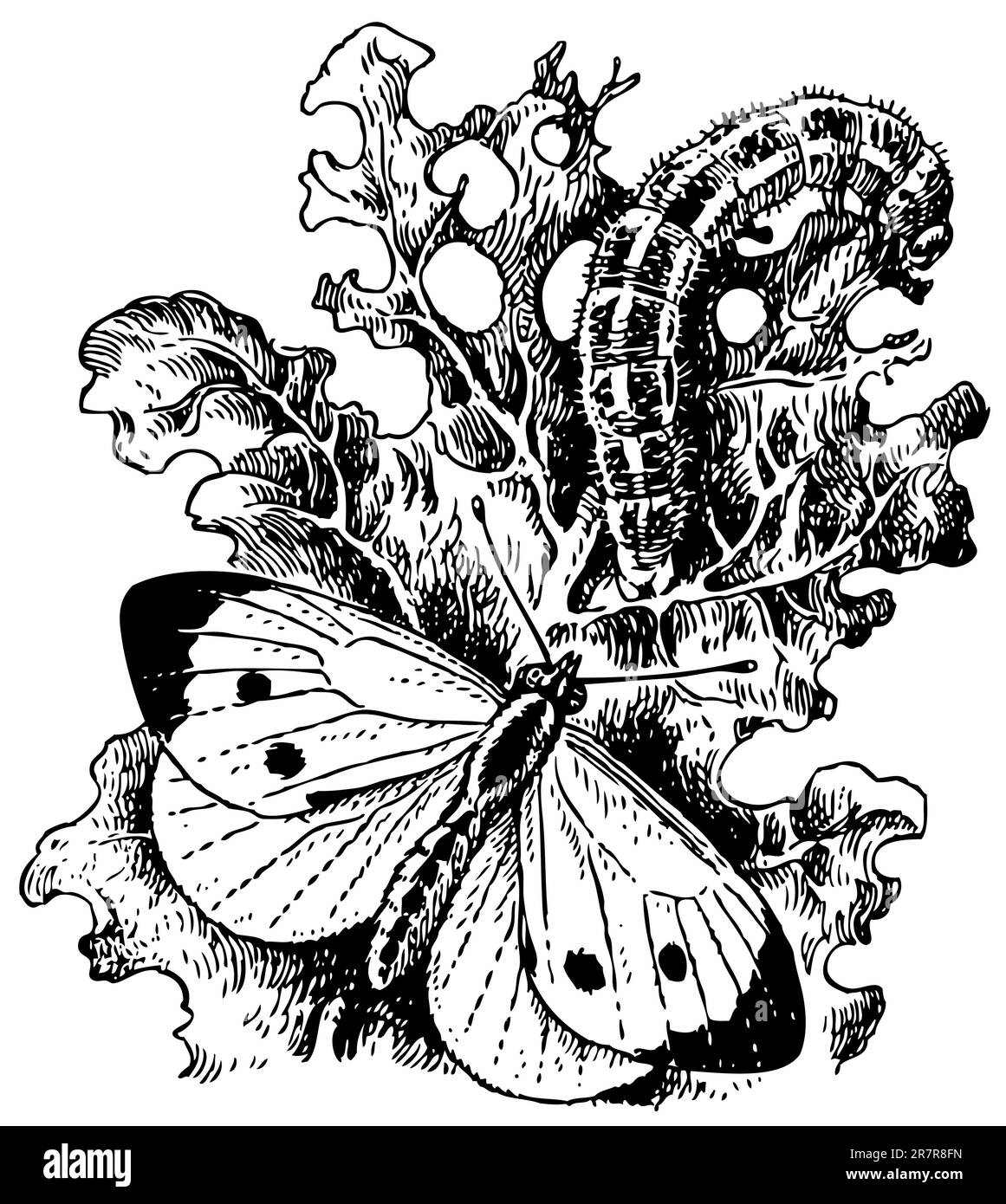 Großer Weißkohl-Schmetterling Stock Vektor