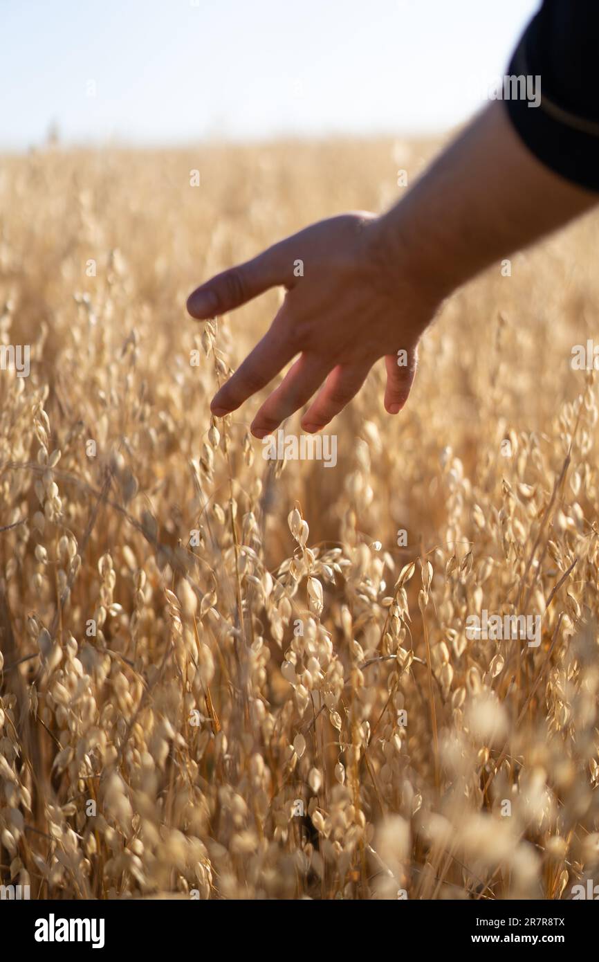 Hand über Weizenfeld: Eine sanfte Berührung überbrückt die Lücke zwischen einer Hand und einem goldenen Weizenfeld, wodurch ein Gefühl von Verbundenheit und Harmonie hervorgerufen wird. Stockfoto