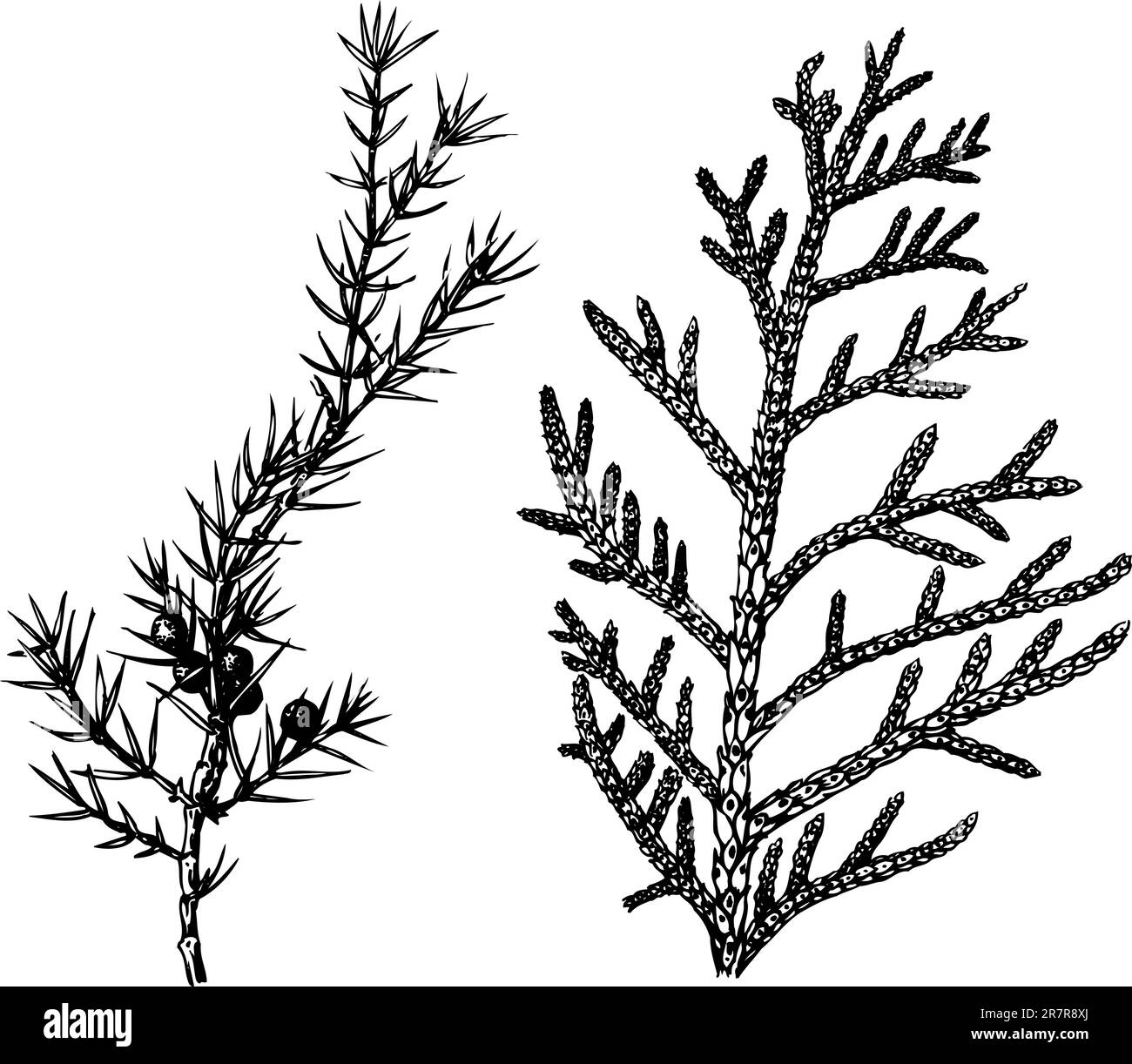 Einige verschiedene Pflanzen isoliert auf weißem Hintergrund Stock Vektor