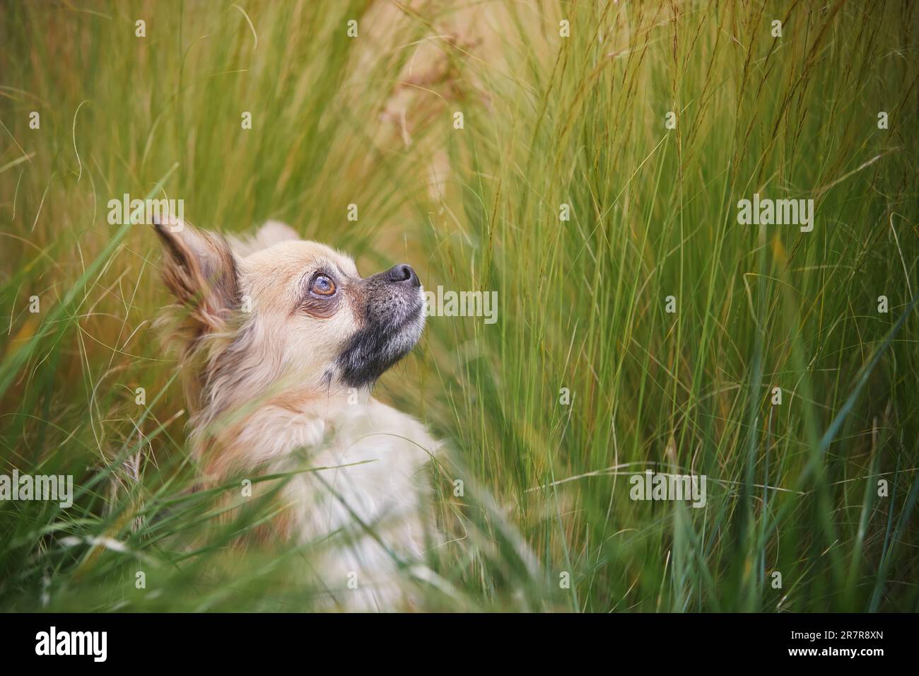Porträt eines langen haares chihuahua. Kleiner Hund, der vom hohen Gras aufblickt. Stockfoto