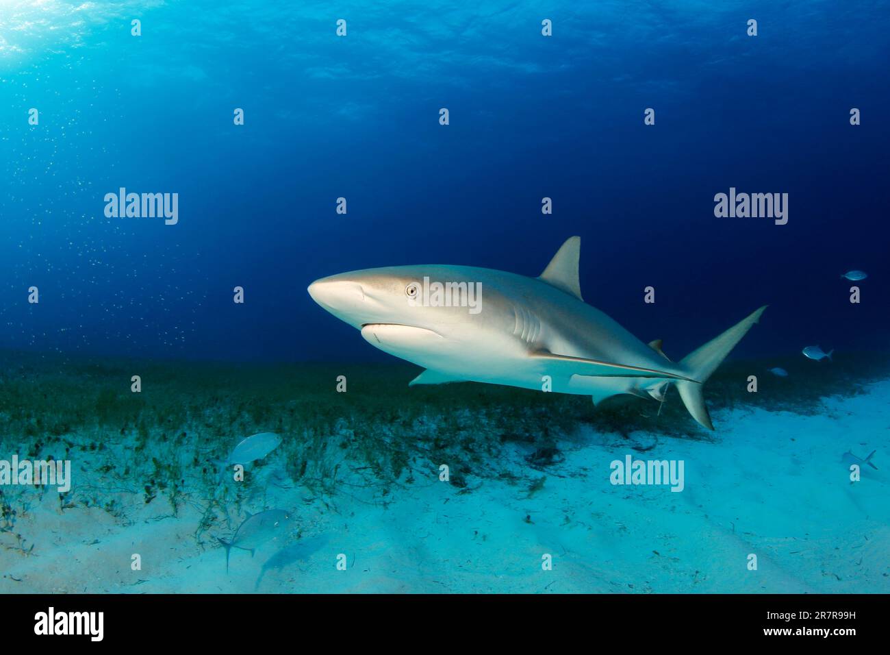 Karibische Riffhai (Carcharhinus perezi) über Sand Sea Grass unten. Tiger Beach, Bahamas Stockfoto