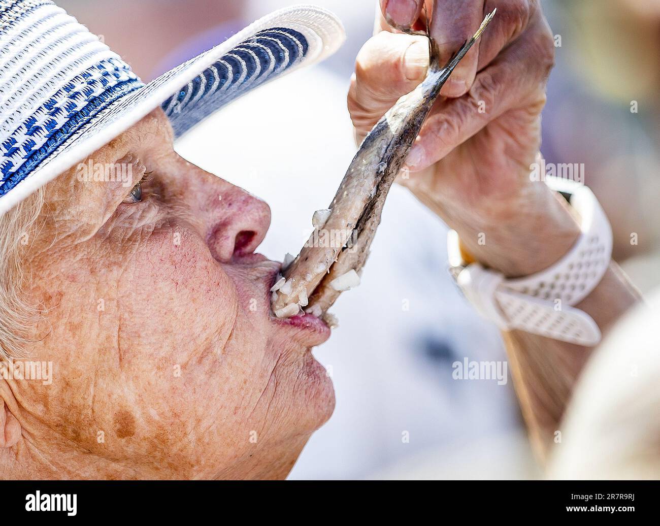 SCHEVENINGEN: Die Öffentlichkeit isst einen Hering während Vlaggetjesdag, dem Beginn der Heringssaison. Der offizielle Beginn der Saison wurde verschoben, weil der Hering noch nicht fett genug ist, aber Vlaggetjesdag wird weitermachen. ANP REMKO DE WAAL niederlande raus - belgien raus Stockfoto