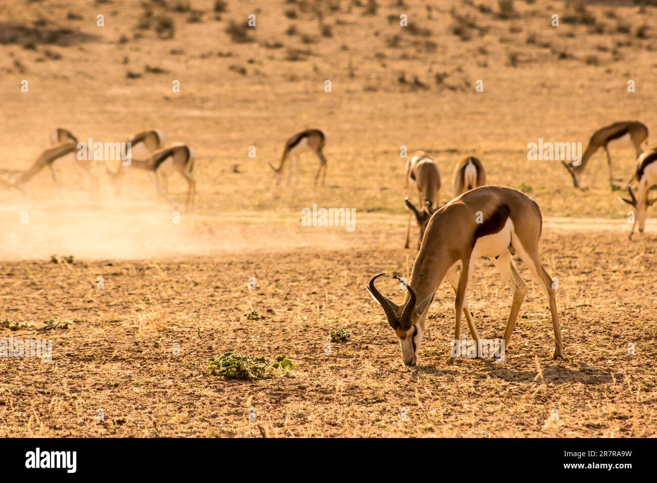 Am frühen Morgen sehen Sie einen Springbok-Bock, Antidorcas marsupialis, Blick auf das dünne Gras im trockenen Aoub-Flussbett, Kalahari-Wüste Stockfoto