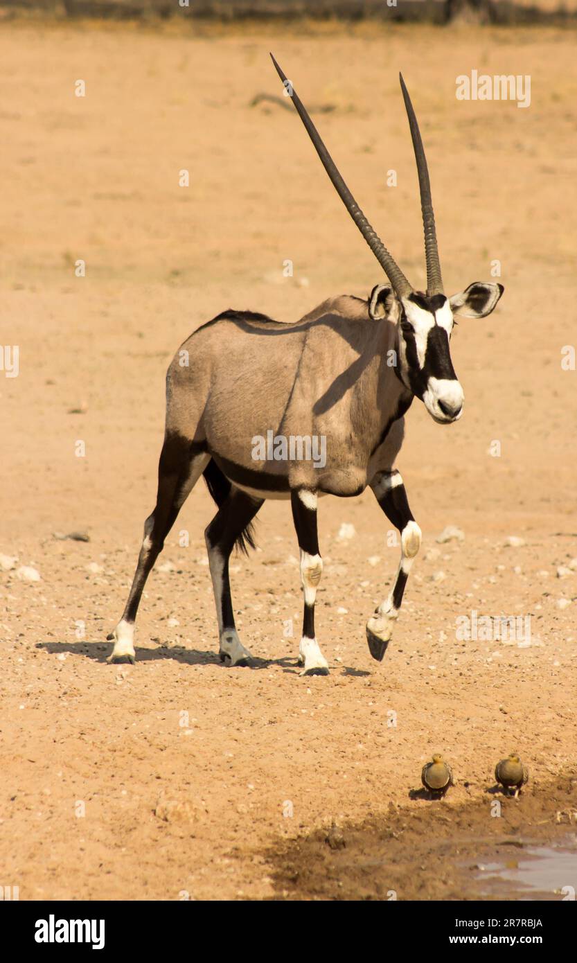 Ein einsamer Gemsbok, Oryx Gazella, RAM geht zu einem Wasserloch im trockenen Auob River Bed im Kgalagadi Nationalpark in Südafrika Stockfoto