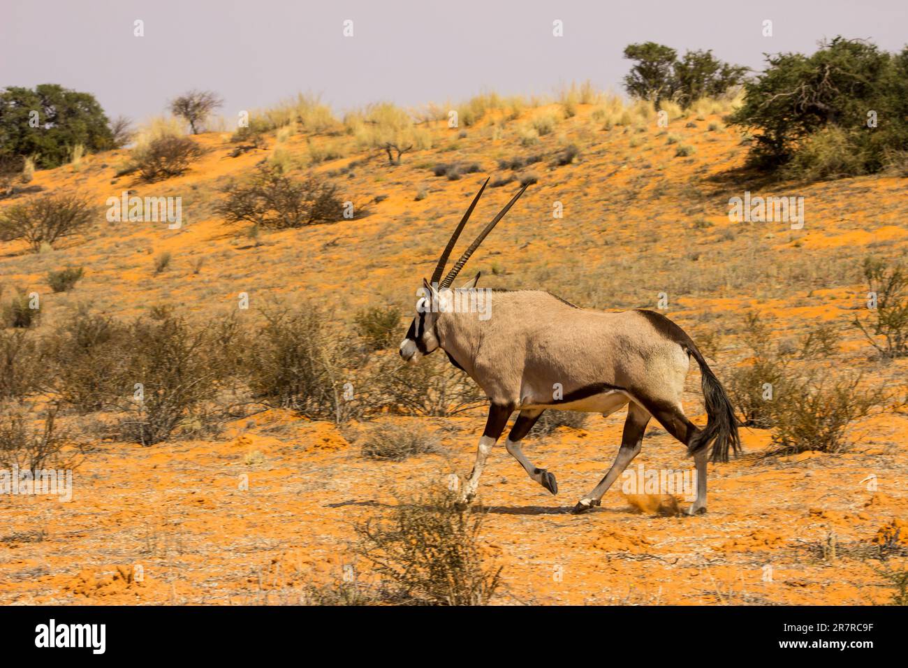 Ein einsamer Gemsbok, Oryx Gazella, der durch die roten Dünen der Kalahari-Wüste im Kgalagadi-Nationalpark in Südafrika läuft Stockfoto