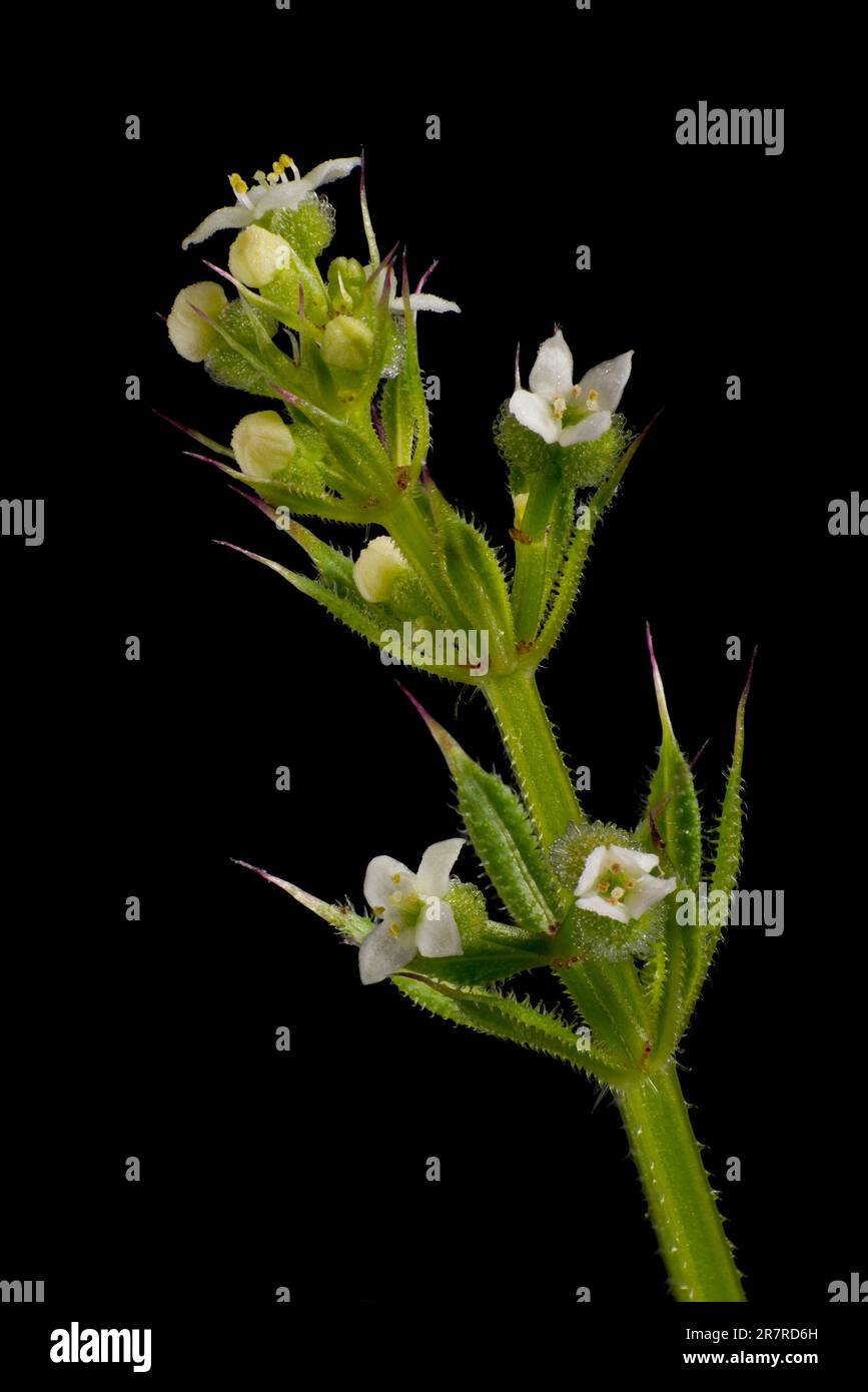 Spaltblüten (Galium aparine) winzige weiße Blüten Stockfoto