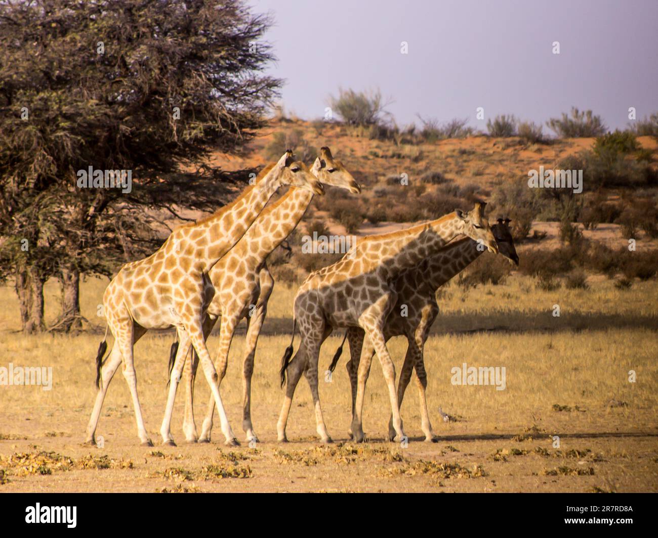 Eine Reise von Giraffen, Giraffa Camelopardalis, bei einem Spaziergang durch die halbaride Savanne des Kgalagadi-Nationalparks in Südafrika Stockfoto