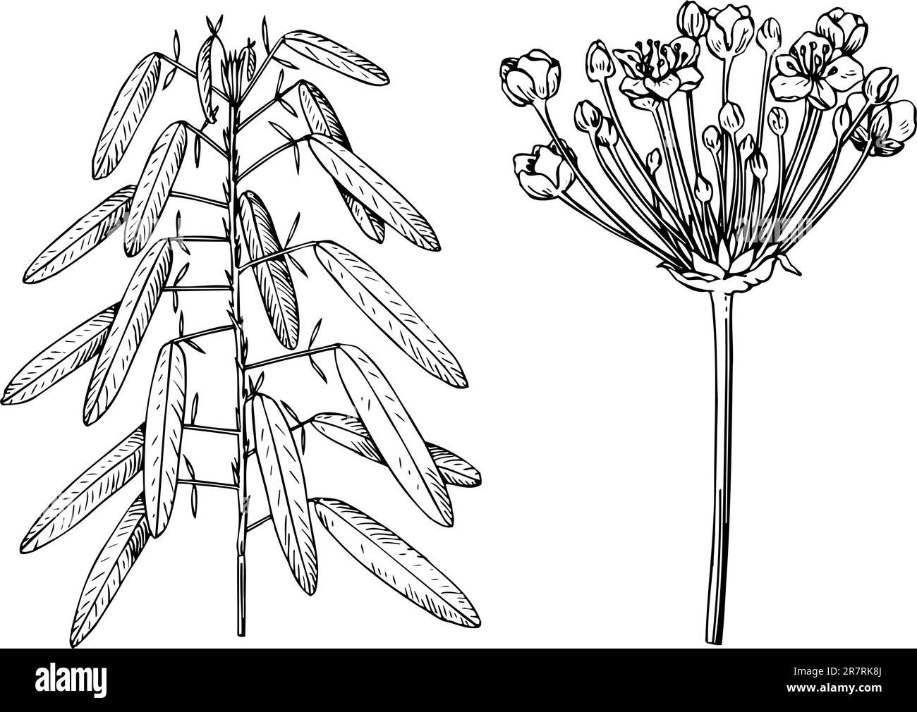 Einige verschiedene Pflanzen isoliert auf weißem Hintergrund Stock Vektor