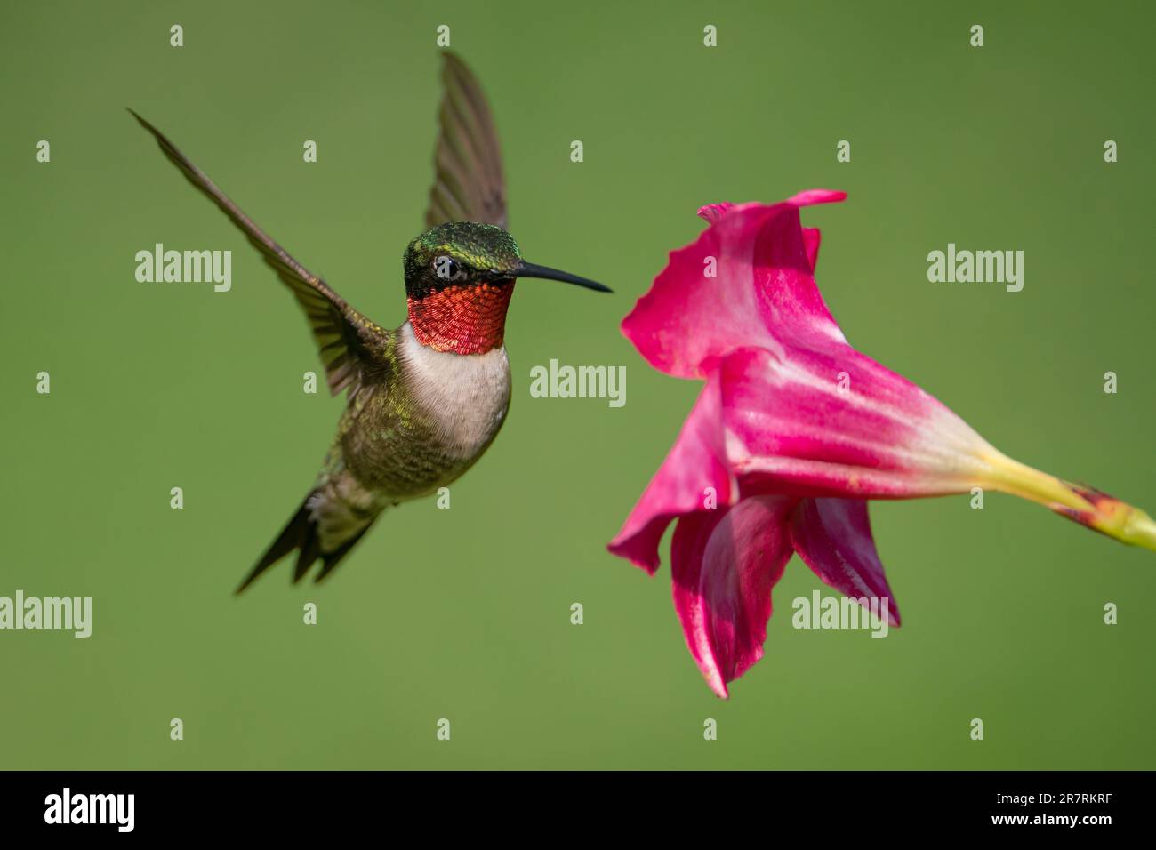 Ein rubinkehlender Kolibri, der Nektar aus einer mandevilla-Blume sammelt. Stockfoto