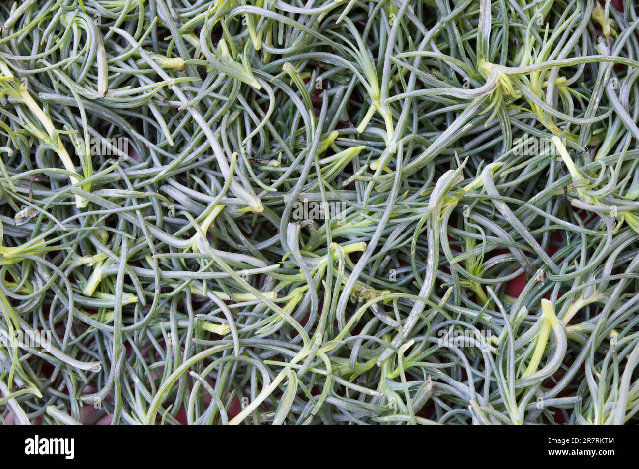 Frisch geerntete mediterrane Wildpflanze agreement, Salsola sola, Salsola, Salatmaische, wächst in Küstenregionen in der Nähe von Salzwasser Stockfoto