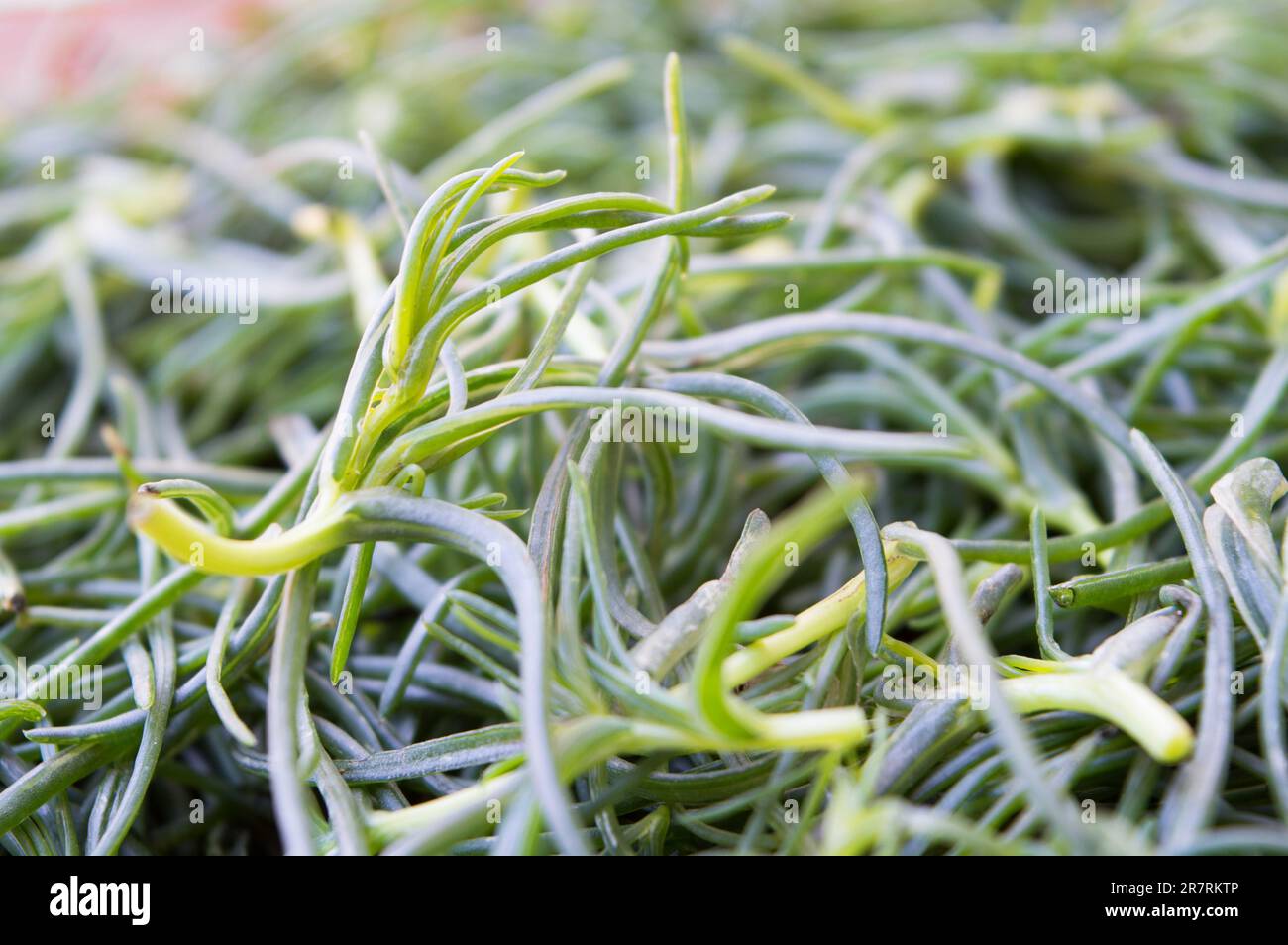 Frisch geerntete mediterrane Wildpflanze agreement, Salsola sola, Salsola, Salatmaische, wächst in Küstenregionen in der Nähe von Salzwasser Stockfoto