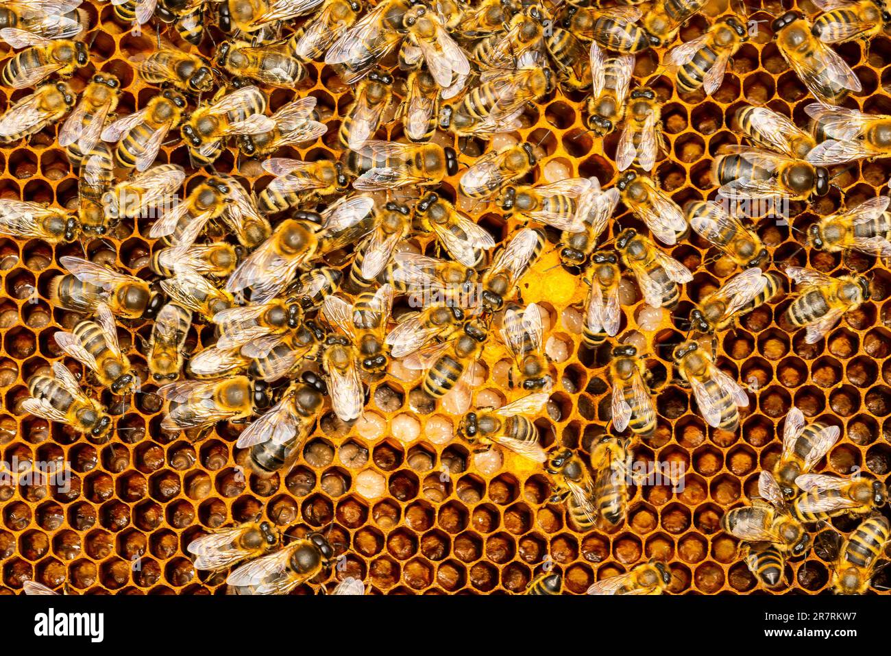 Biene auf Waben mit Honig schneidet Nektar in Zellen. Die abstrakte sechseckige Struktur besteht aus Waben aus Bienenstöcken, die mit goldenem Honig gefüllt sind Stockfoto