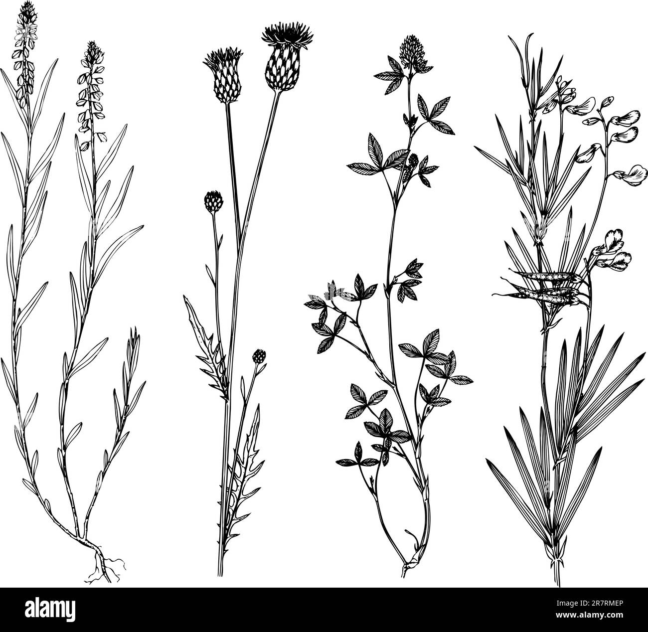 Einige verschiedene Pflanzen isoliert auf weißem Hintergrund Stock Vektor