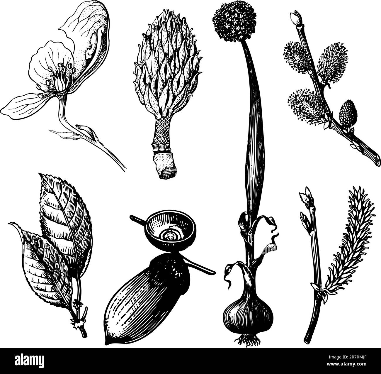 Einige verschiedene Pflanzen isoliert auf weißem Hintergrund Stock Vektor