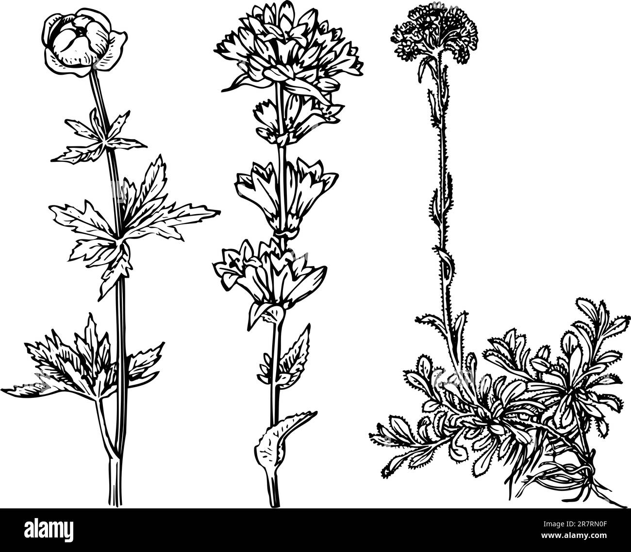 Einige verschiedene Pflanzen isoliert auf weißem Hintergrund Stock Vektor