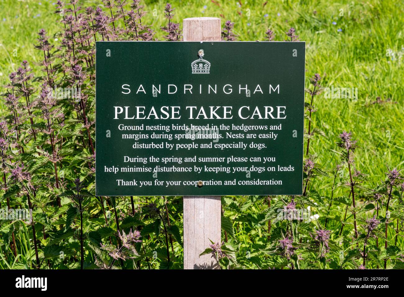 Ein Schild auf dem Anwesen Sandringham warnt vor Vögeln, die sich in Hecken und Feldrändern nisten, und bittet die Menschen, Hunde auf Blei zu halten. Stockfoto