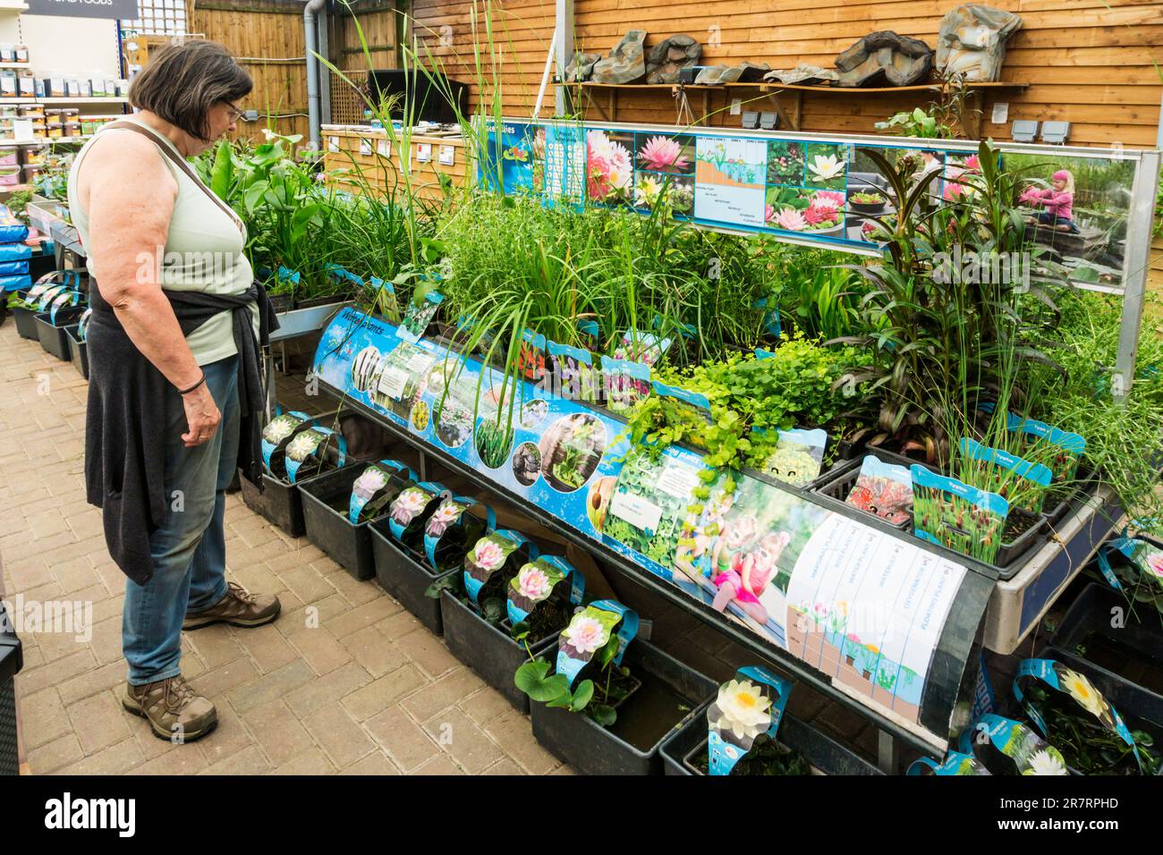 Frau, die in der Wasserpflanzen- und Wassergartenabteilung des Dobbies Garden Centre, King's Lynn, einkauft. Stockfoto