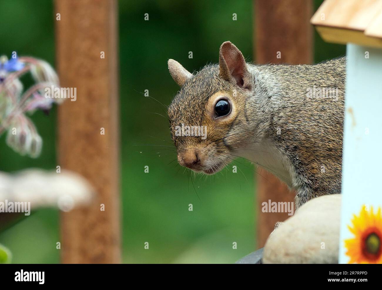 Ein Eichhörnchen kommt an Deck an Stockfoto